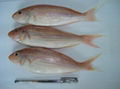 GOLDEN THREADFIN BREAM WHOLE ROUND