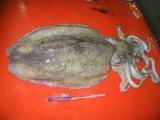 Cuttlefish Whole round