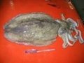 Cuttlefish Whole round