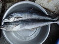 Spanish Mackerel WR, Steak, HGT,