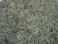 export green tea 9380 1