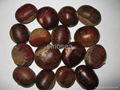 chestnut 2