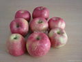 fresh red star apple 1