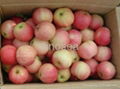 fresh gala apple 1