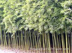 5 years live the high quality bamboo 3