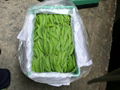 snow peas 2