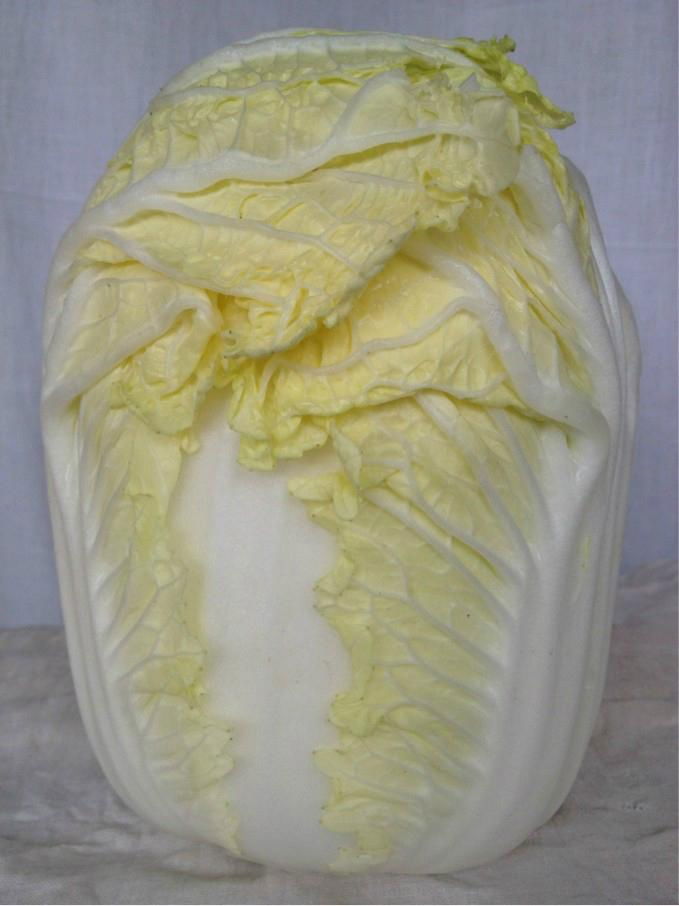 Chinese cabbage