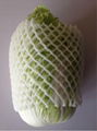 Chinese cabbage 2