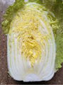 Chinese cabbage 3