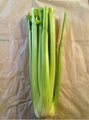 fresh celery 1
