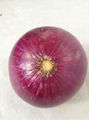 red onion