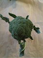 fresh broccoli 1