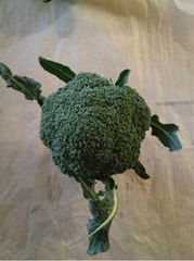 fresh broccoli