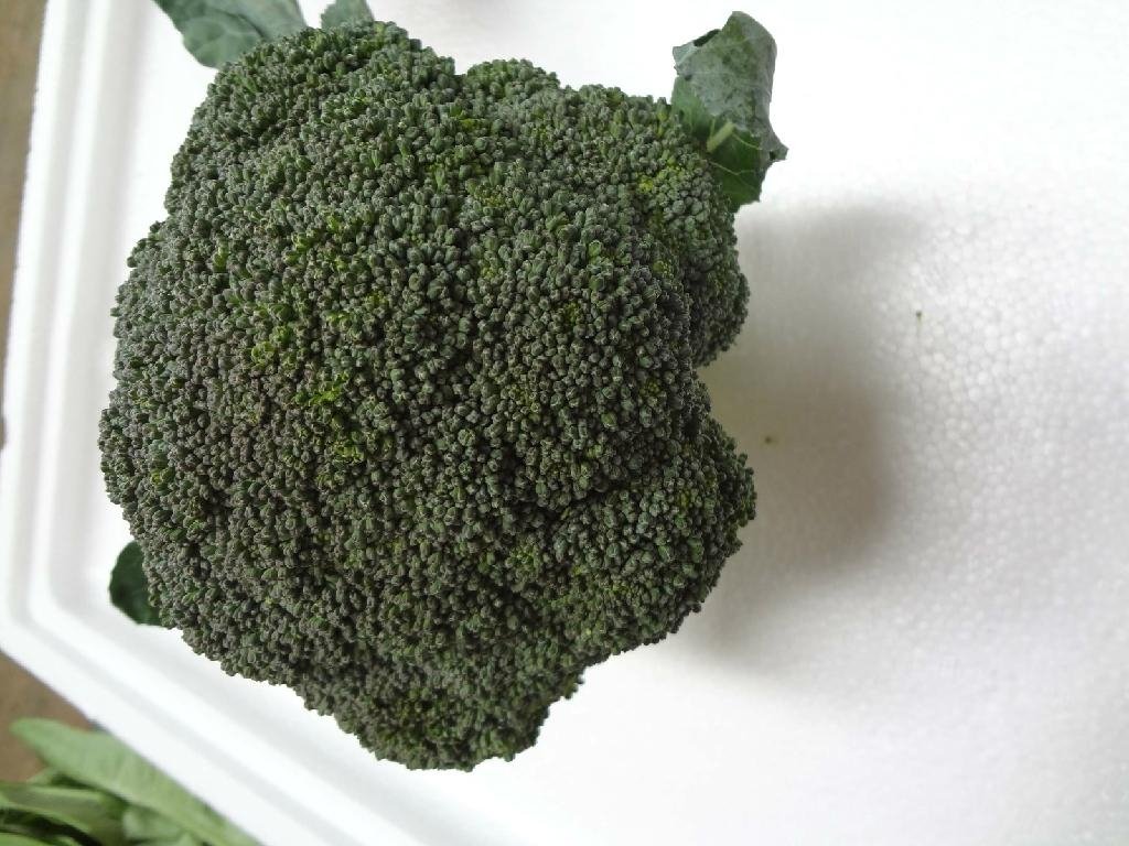 fresh broccoli 2