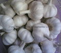 fresh garlic 1