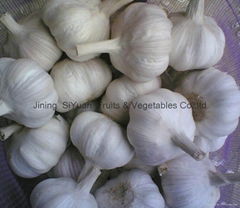 fresh garlic