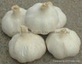 pure white garlic 1