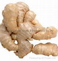 fresh ginger 1