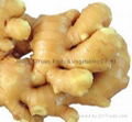 fresh ginger 1