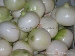 Chinese onion