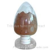 Tribulus terrestris Extract