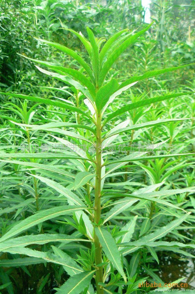 赶黄草赶黄草提取物