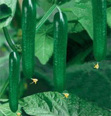 Fruit cucumber seeds