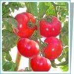 毛粉西红柿种子宝粉198