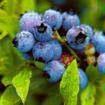 Blueberry Anthocyanin(sales9 at lgberry dot com dot cn) 1