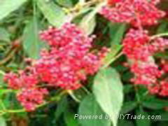 elderberry extract(juice)(sales9 at lgberry dot com dot cn)