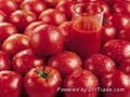 Lycopene,tomato color(sales9 at lgberry