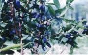 Sweetberry Anthocyanin(sales9 at lgberry dot com dot cn)