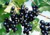 Ribes Nigrum,Black Currant