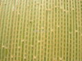 Bamboo wallpaper 4