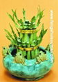 Wholesale Lucky Bamboo from China directly. 1