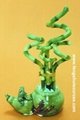Wholesale Lucky Bamboo from China directly. 2