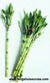 Wholesale Lucky Bamboo from China directly. 5