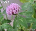 Red Clover Extract 20% Isoflavones 1