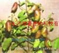 Griffonia simplicifolia Seed Extract