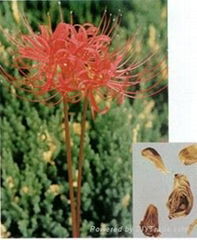 Lycoris radiata P.E. 98%Galanthamine