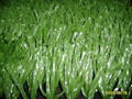 Artificial Grass