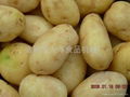 土豆、红薯、芋头（清洗）脱皮机 2