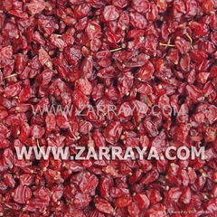 Barberry