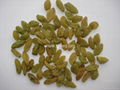 green raisins 1