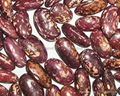 light speckled kidney beans 4