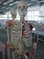 colored skeleton model 3