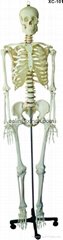 human skeleton model, skeleton with blood vessels,mini skeleton model