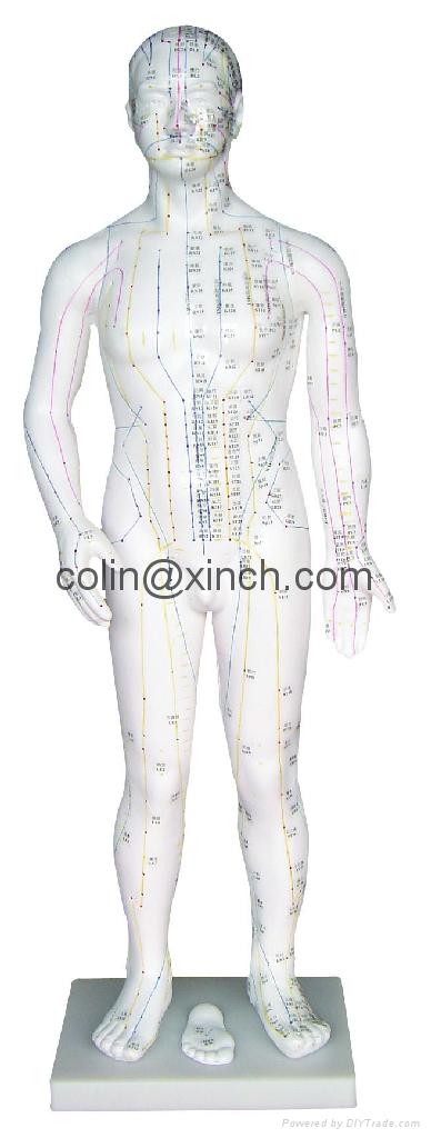 human acupuncture models 3