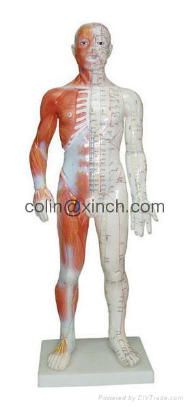 human acupuncture models 5