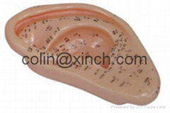 Ear Acupuncture model